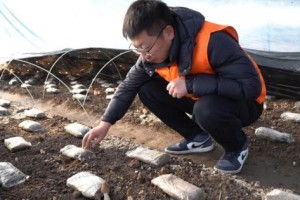 党旗映红致富路 保险托起菌中金